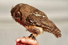 Choliba-Kreischeule (13).jpg